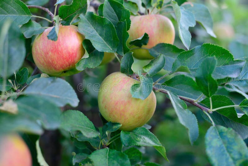 Red apple variety stock photo. Image of variety, fresh 271787914