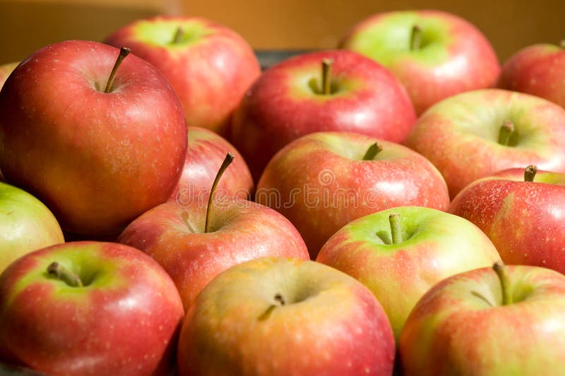 Red apples stock photo. Image of natural, green, warm 20841218