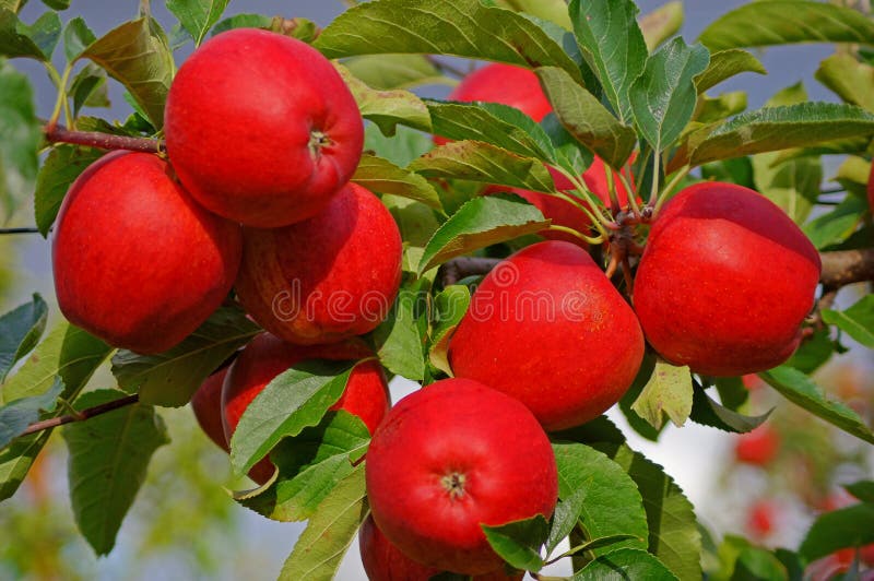 Red Apples