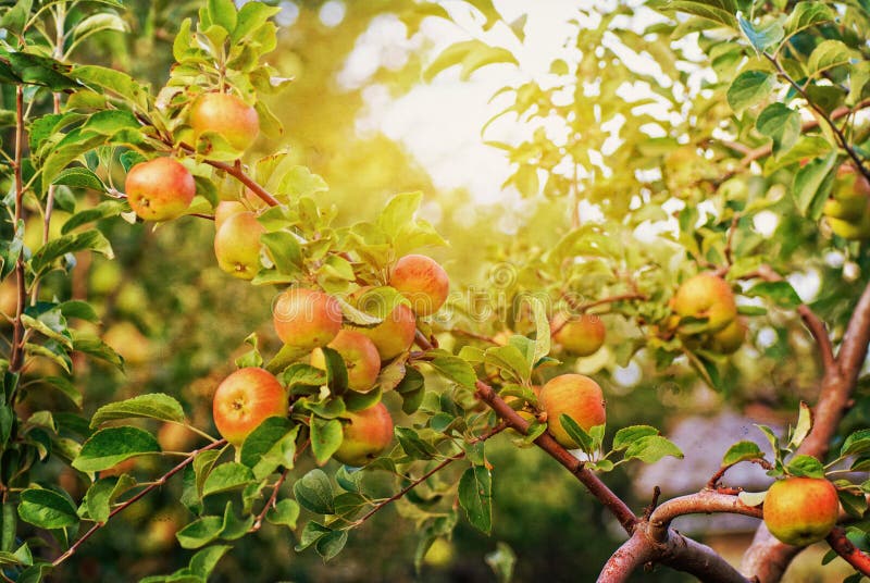 Red apples on apple tree branch