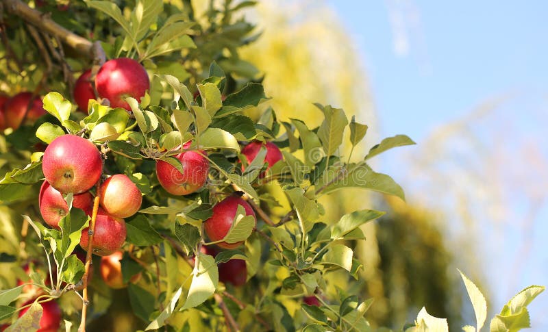 Red apples on branch ready to be harvested. Jonathan apples