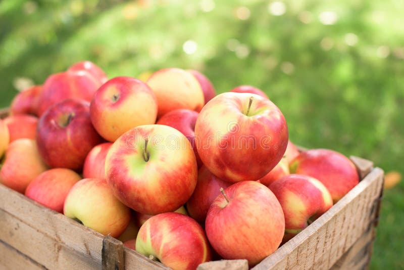 Red apples- close up