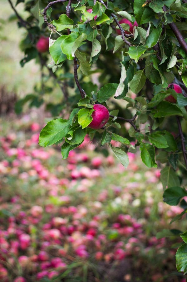 Red Apples on the Grass Under Apple Tree Stock Photo Image of natural