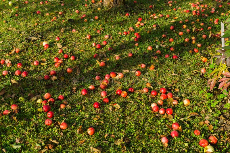 Red Apples on the Grass Under Apple Tree. Autumn Background Fallen