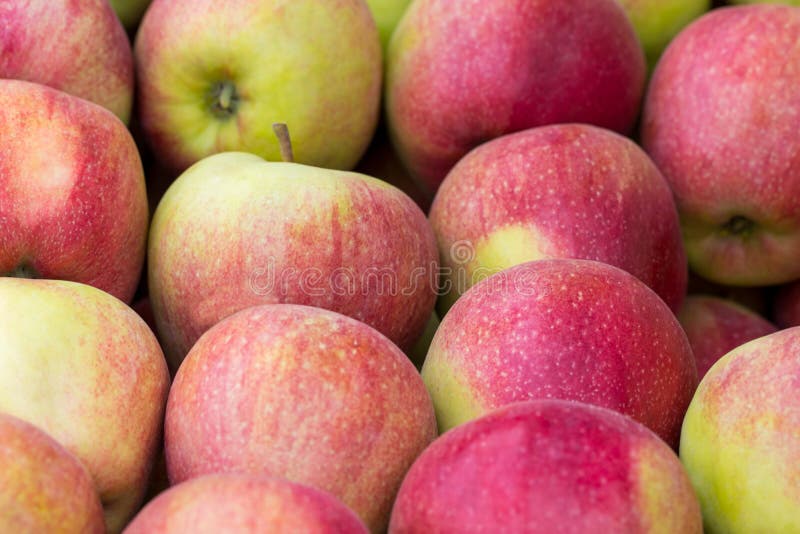 Red apples green apples. Group of red apples royalty free stock photography
