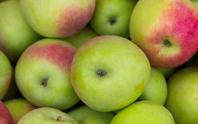 Red apples green apples. Group of red apples stock images