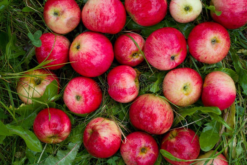 Red apples in green grass