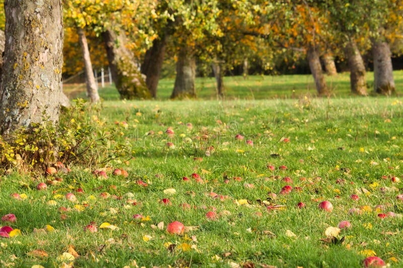 Red Apples on Green Grass Under Trees Stock Image Image of grass