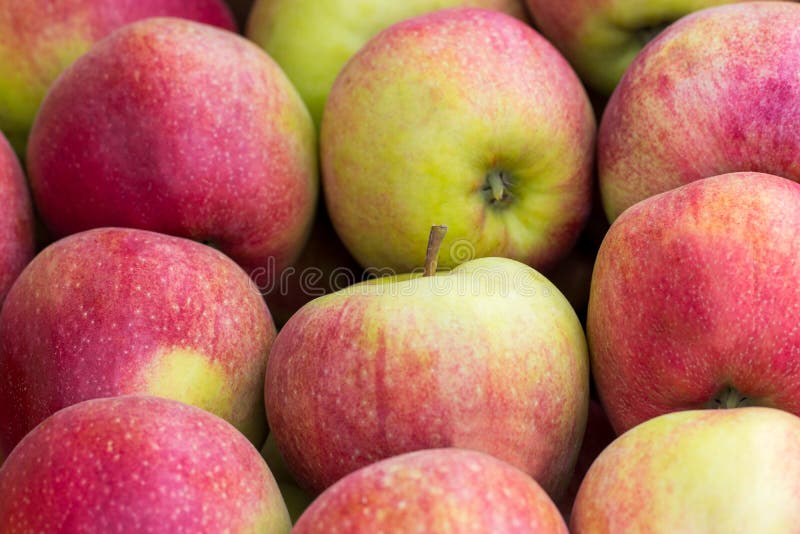 Red apples green apples. Group of red apples royalty free stock photography