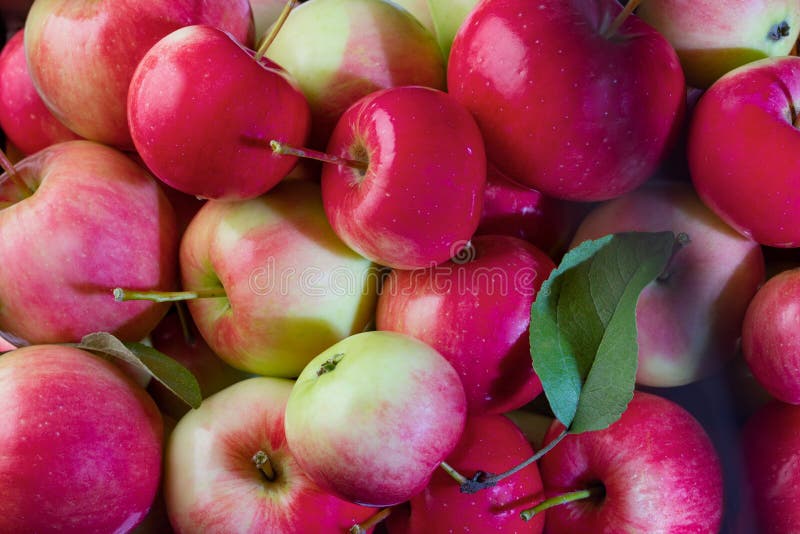 Red apples, green leaf, background. Background of fruits. The photo. Fresh fruits. stock image