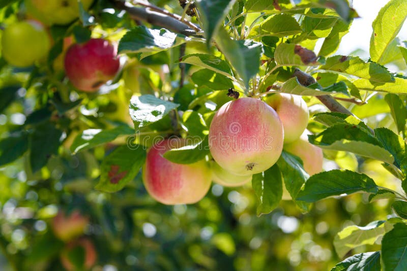 Red Apples Hanging on Branches of Appletree in Summer Orchard Stock
