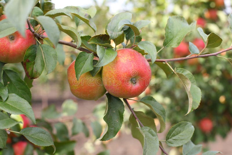 Manzanas sobre el árbol de manzana rama.