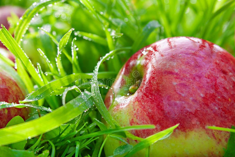 Red apples lie on a green grass