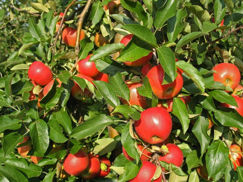 Red Apples on a tree