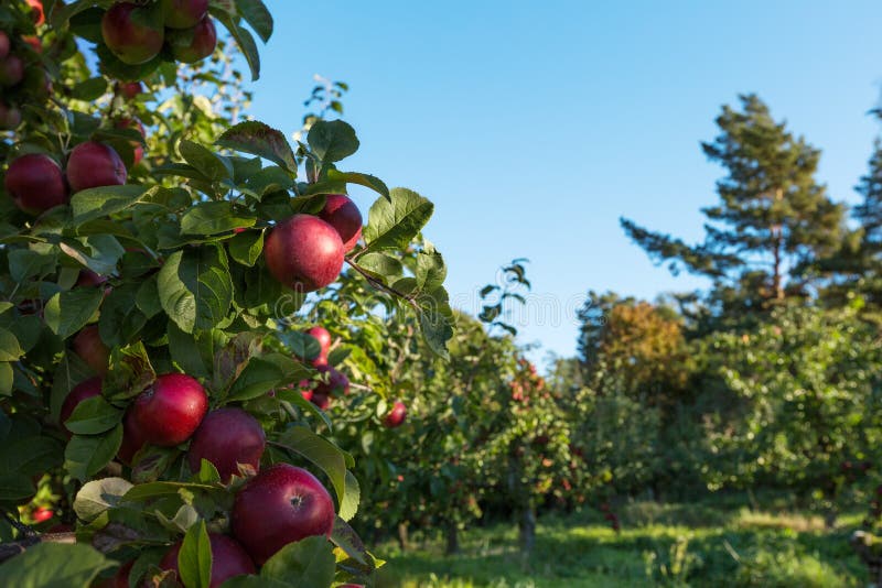 Red apples on the tree