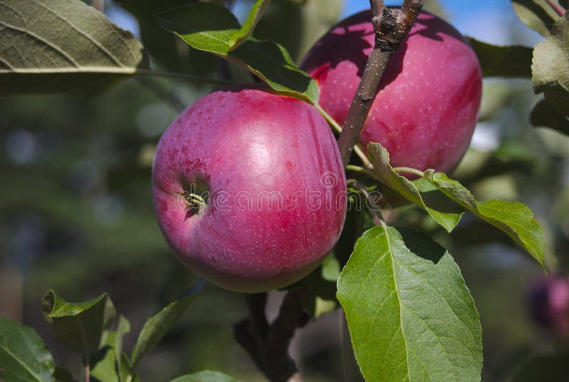 Apple Picking in Orchard Red Fresh Fruits in Tree Stock Image Image
