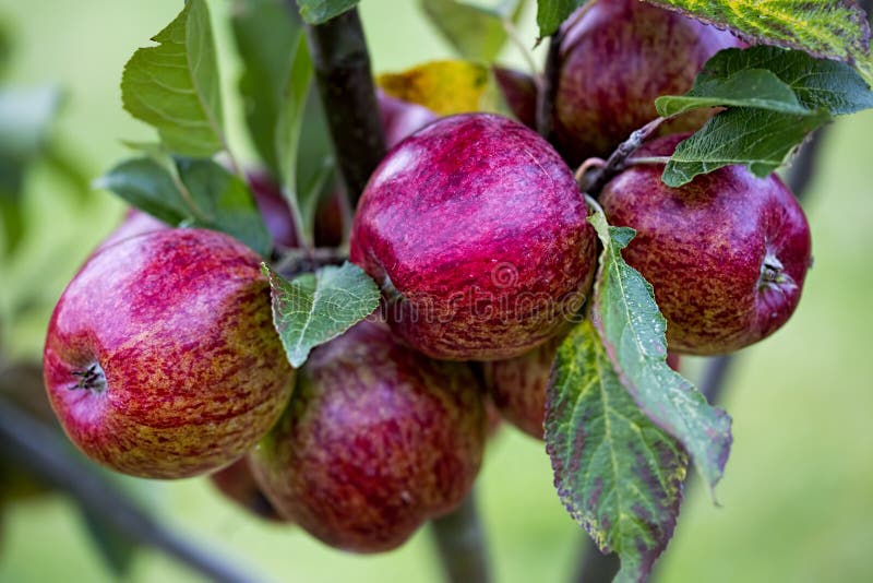 Red apples on the tree