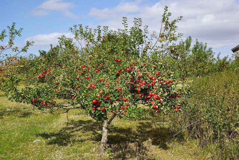 Red apples on trees in a orchad