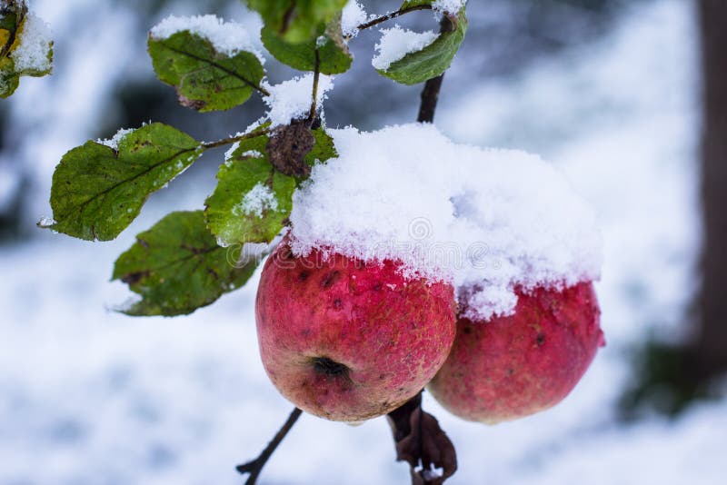 Red Apples on Trees with Snow Stock Image Image of crop, snow 61502705