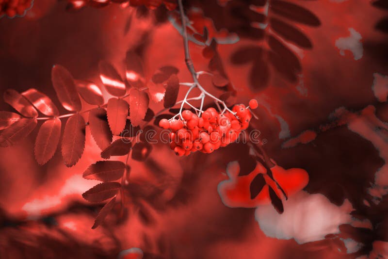 Hình nền dâu tằm sẽ khiến bạn nhớ đến vẻ đẹp của mùa thu. Màu đỏ tươi sẽ làm nổi bật cho bất kỳ phòng nào. Điểm nhấn này sẽ giúp bạn tạo ra một không gian ấm cúng và thư giãn. 