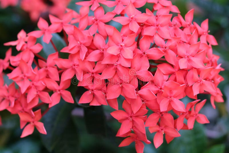 Red ashoka flowers royalty free stock images