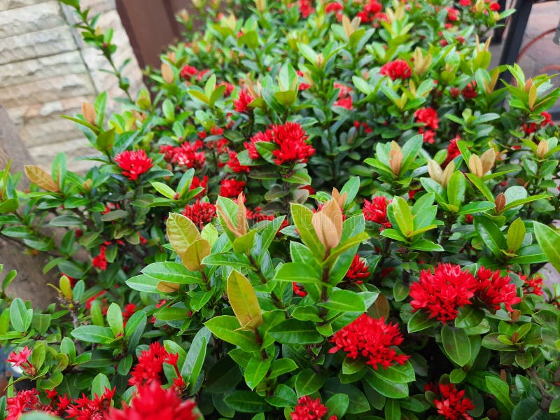 Red ashoka flowers stock photography