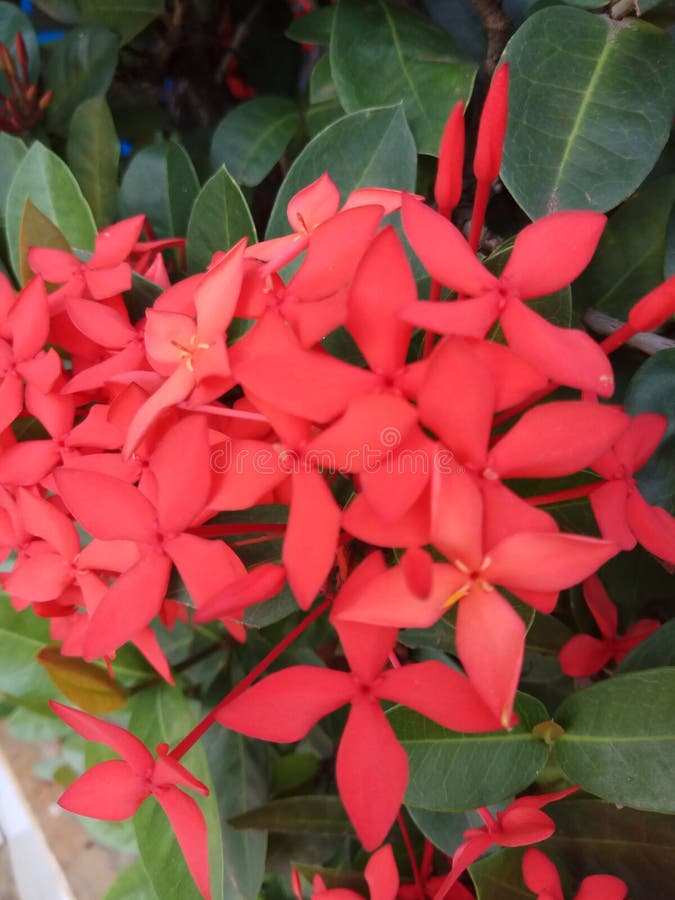 Red ashoka flowers stock image