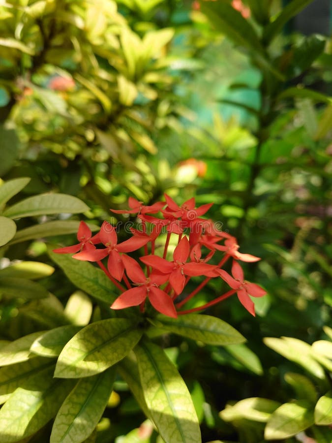 Red Ashoka flowers growing in the yard royalty free stock image