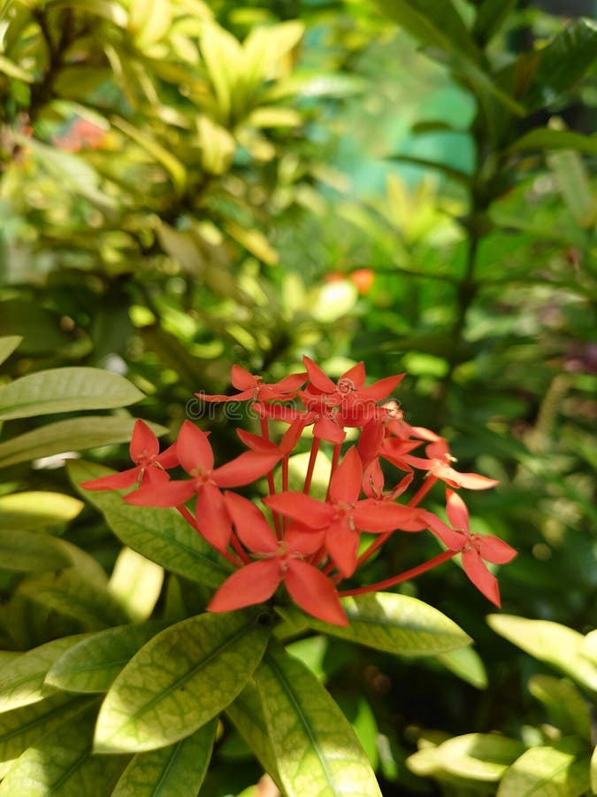 Red Ashoka flowers growing in the yard stock image