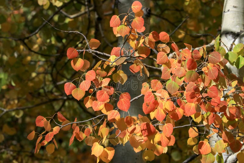 Red and orange aspen leaves royalty free stock photos Red and orange aspen leaves royalty free stock photos