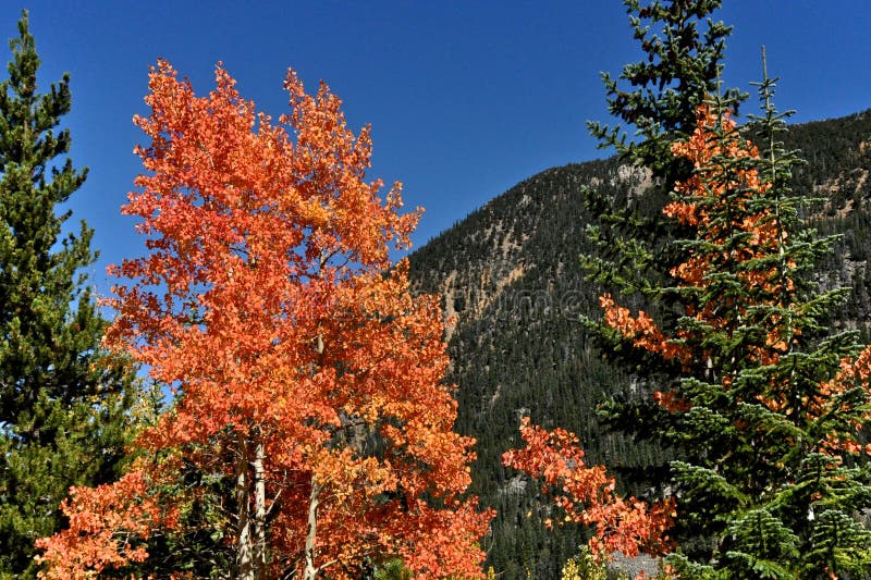 Red Aspen stock image. Image of autumn, color, mountains 60473845
