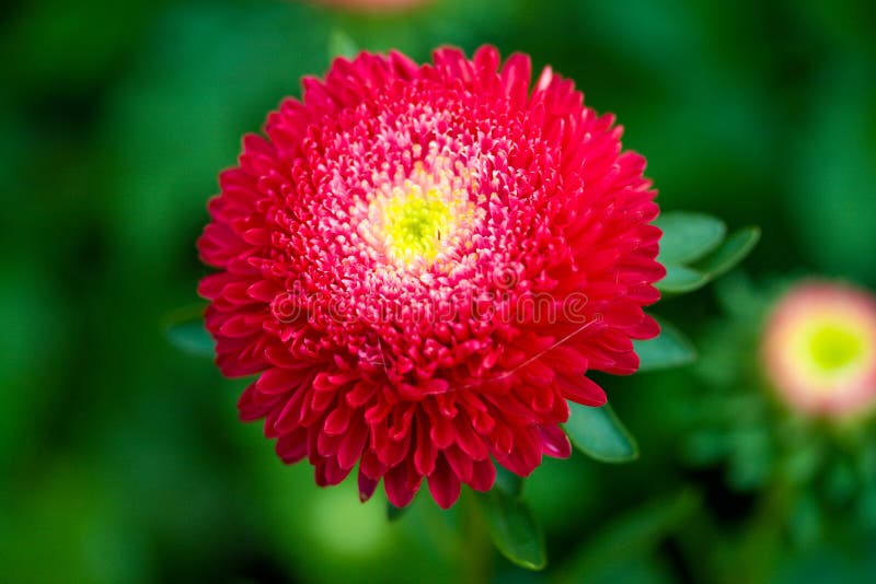 Red aster