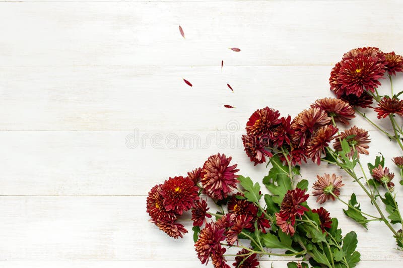 Red Autumn Chrysanthemum Flowers on White Wooden Background. Top View Copy  Space. Chrysanthemum Wallpaper. Floral Background. Autu Stock Photo - Image  of color, burgundy: 131058540