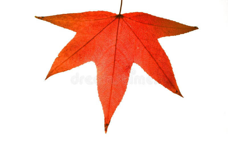 Red Autumn Leaf