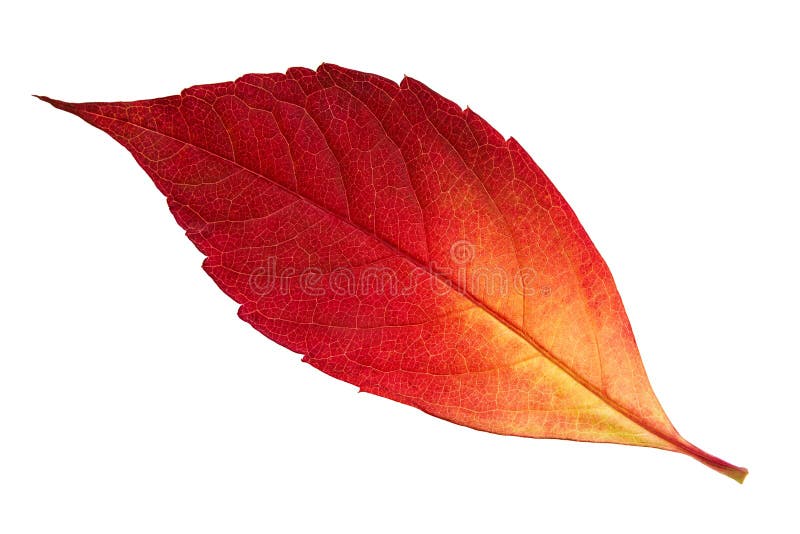 Red autumn leaf stock photography