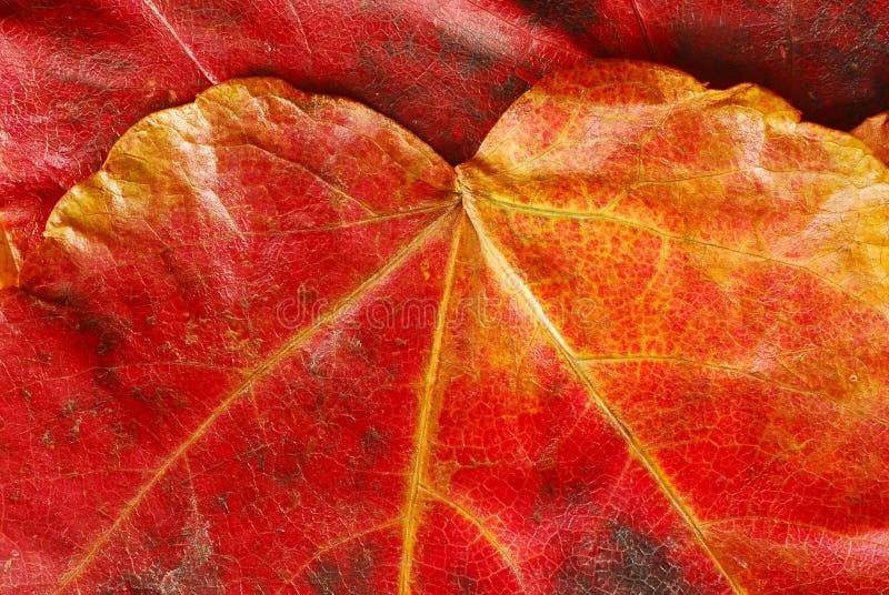 Red autumn leaf texture