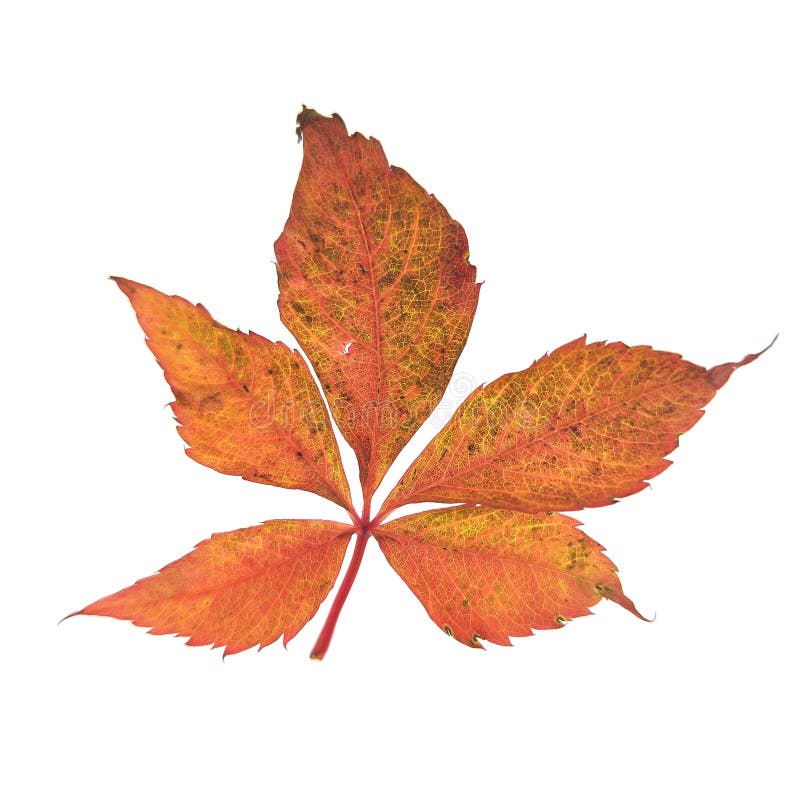 Red autumn leaf wild grape isolated on white background royalty free stock photography