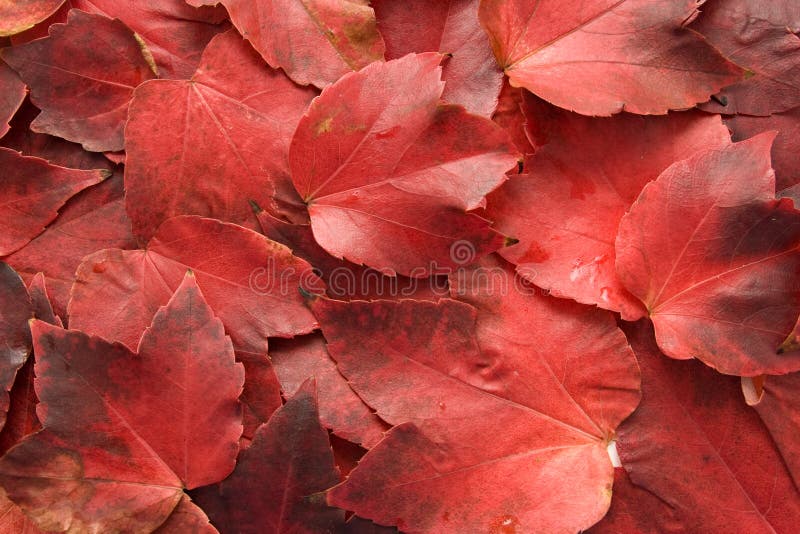 Red autumn leaves