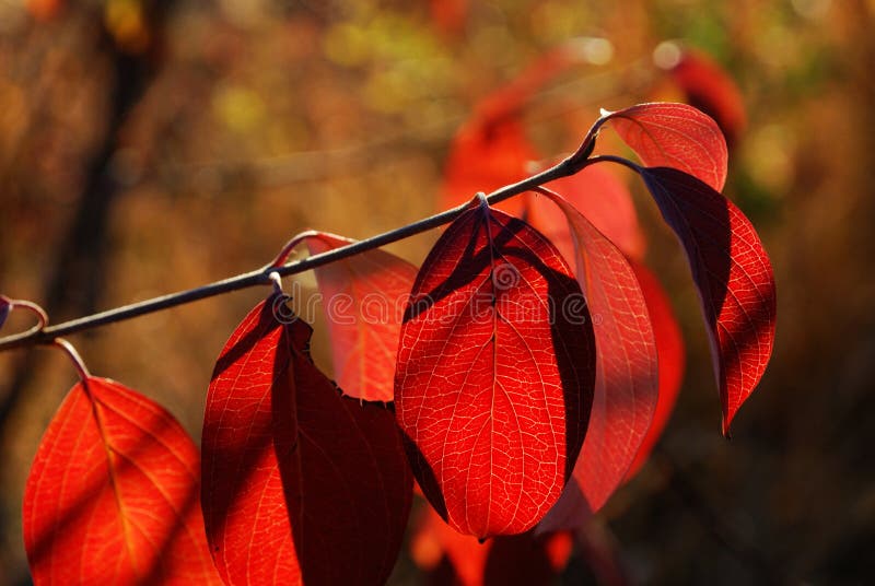 Red autumn leaves