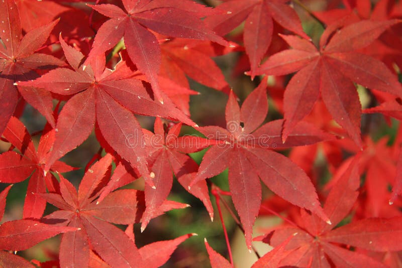 Red Autumn Leaves