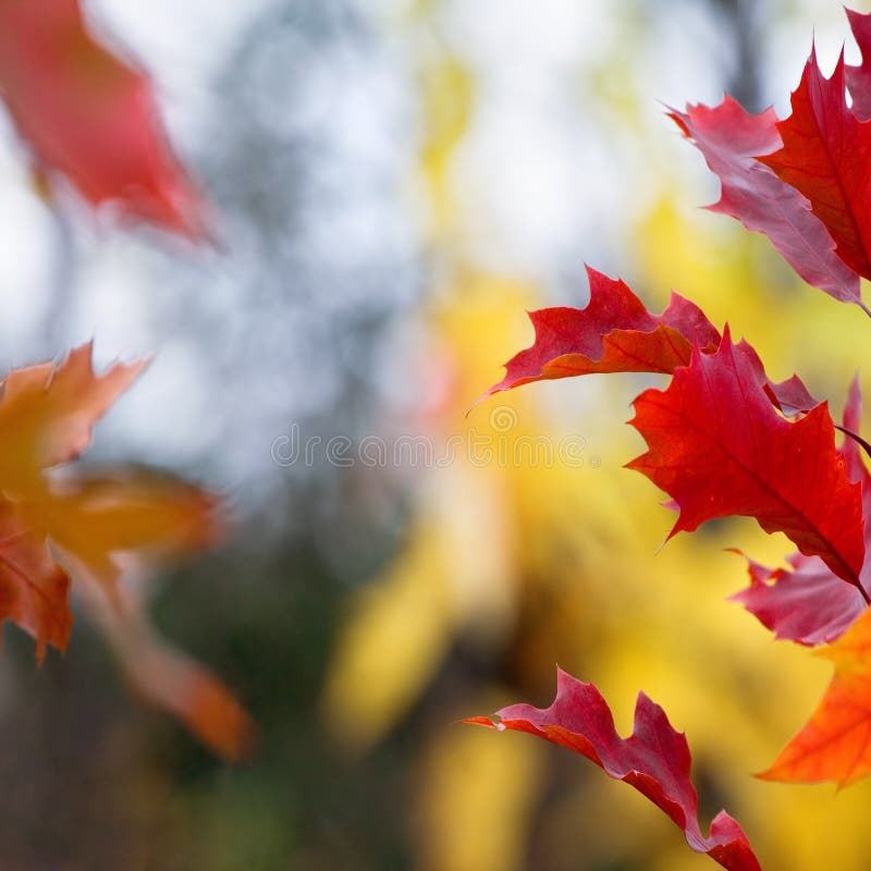 Red autumn leaves