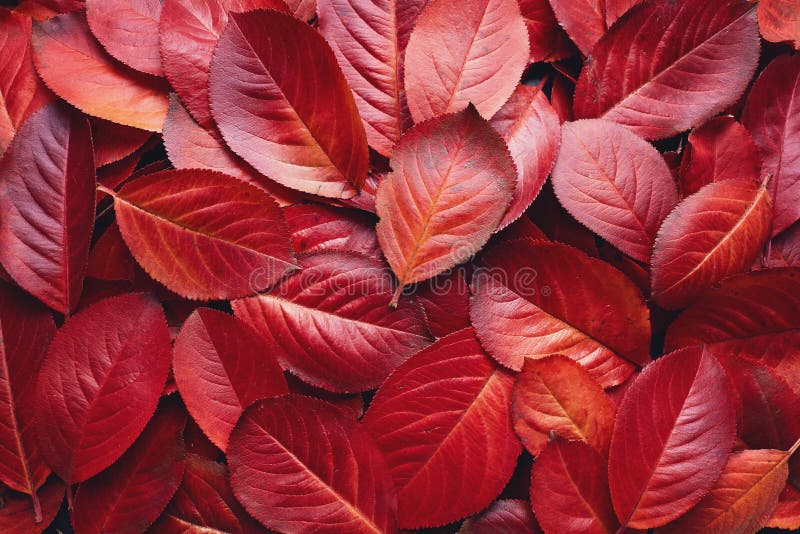 Red Autumn Leaves Background