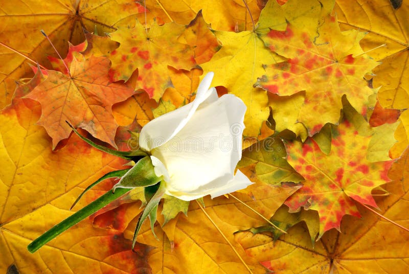 Red autumn with white rose