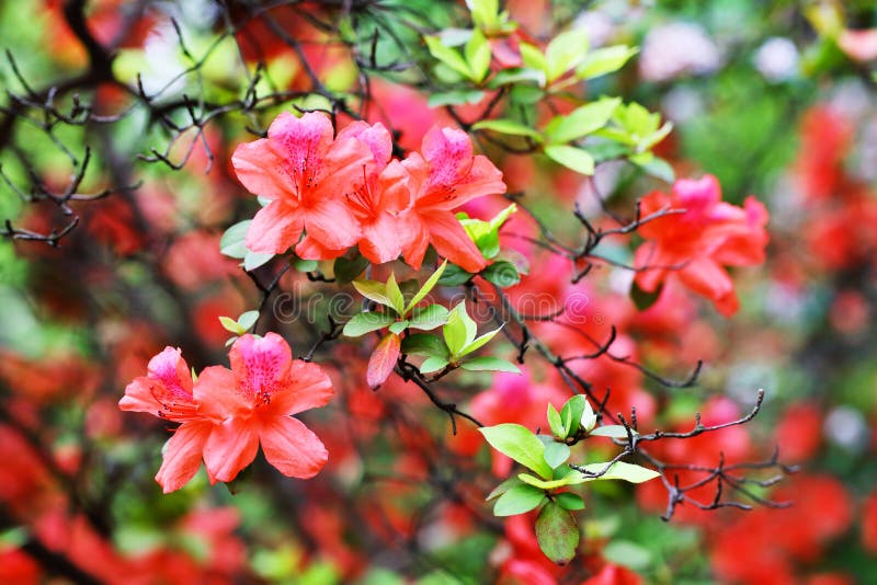 The blooming Red Azalea Rhododendron in spring