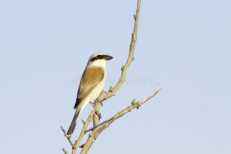 Red-backed Shrike (Lanius collurio) on branch