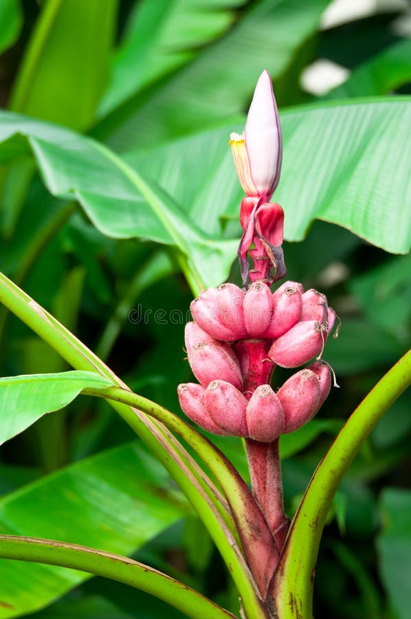 Golden Lotus Banana, Ensete Lasiocarpum/ Chinese Dwarf Banana Stock Image -  Image of member, lotus: 155307091