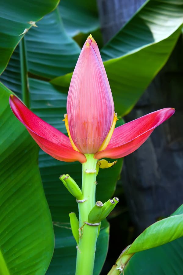 Red Banana flower stock image. Image of forest, bunch 29724987