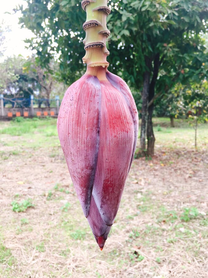 Red Banana Flower Stem on Tree Stock Image Image of garden, natural