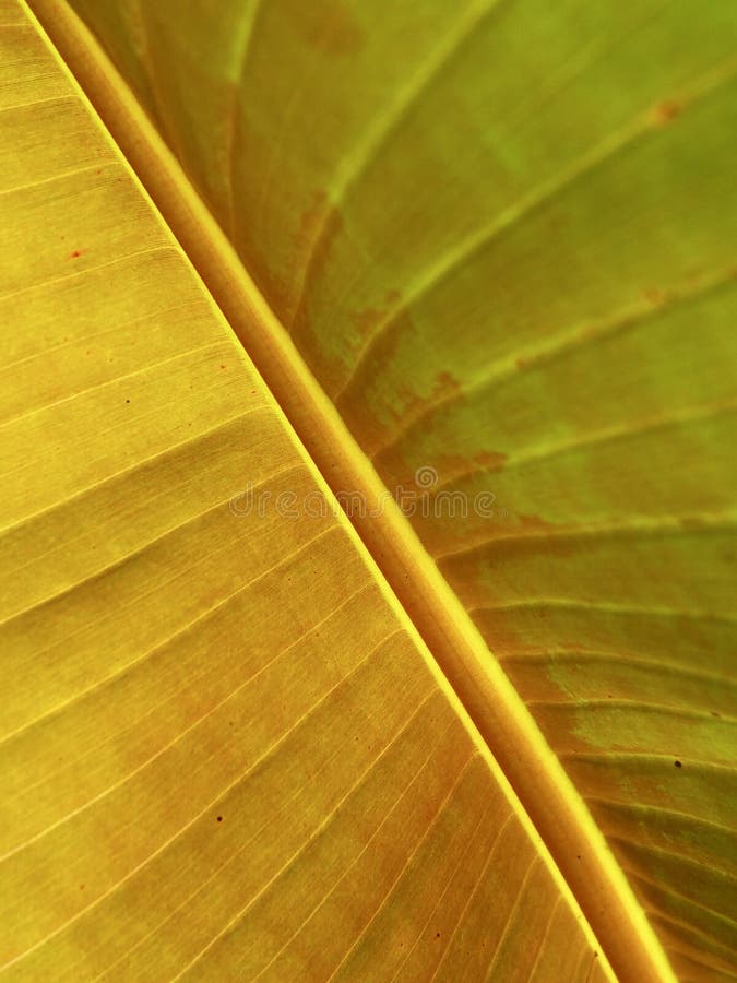 Banana Blossom in the Garden Stock Photo Image of tree, peel 39148508