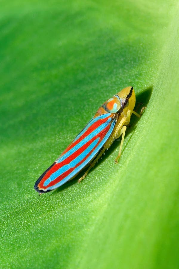 Red Banded Leafhopper